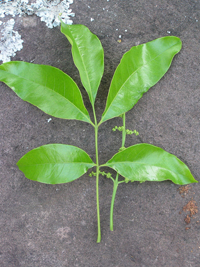 Àrbol de Cacao